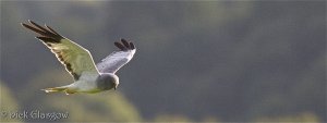 Hen Harrier!