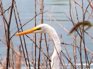 Great Egret