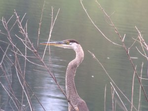 Great Blue Heron