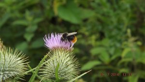 Red- tailed Bumblebee on thistle