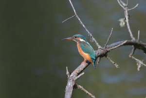 kingfisher(female)