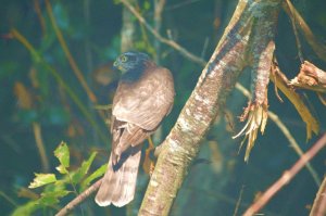 merlin (female)