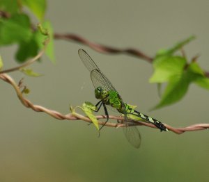 Green on Green