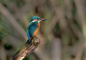 Kingfisher