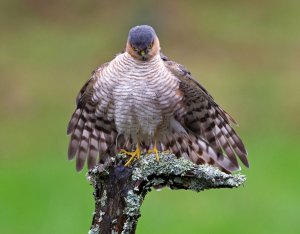 Sparrowhawk