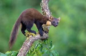 Pine Marten