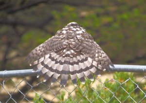 Cooper's Hawk