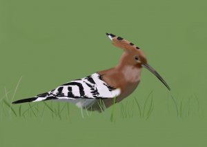 Hoopoe - ipad sketch