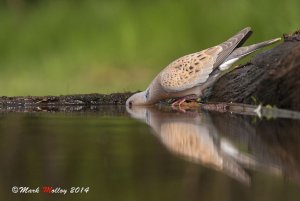 Turtle Dove