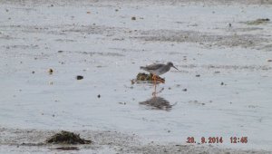 Redshank