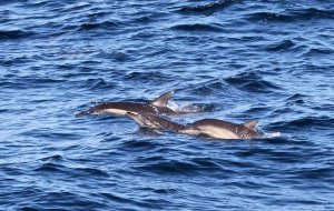 Short-beaked Common dolphin