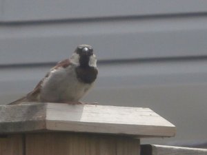 House sparrow stare