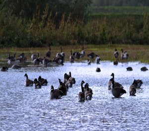 impromptu floodwater feeding