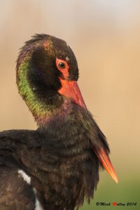 Black Stork Portrait