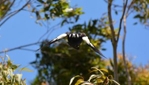 Black Backed Magpie