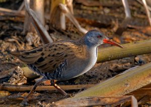 Water rail