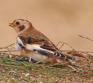 Cley Beach snow bunting