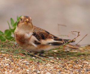 Cley beach: solitary adult male snow bunting