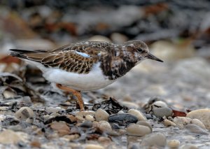 Turnstone