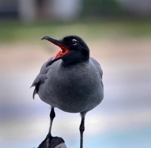 Lava Gull (Leucophaeus fuliginosus) Puerto Villamil, Isabela, Galapagos, Ec