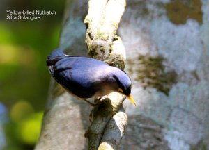 Yellow-billed Nuthatch