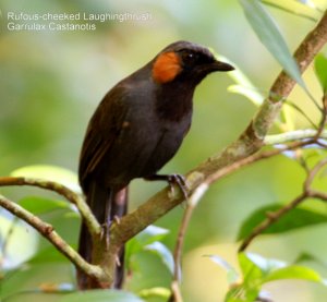 Rufous-cheeked Laughingthrush