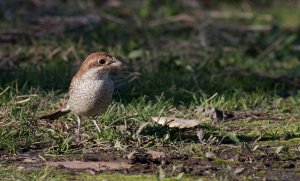 Red backed Shrike