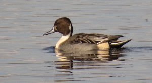 Pintail