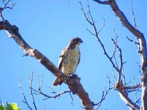 Red-tailed Hawk Perched Along the Erie Canal Trail