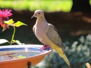 Morning Dove