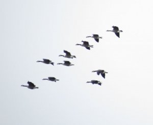 Canadian Geese