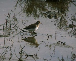 Common Sandpiper