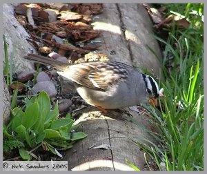 White Crowned Sparrow