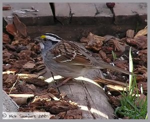 White Throated Sparrow