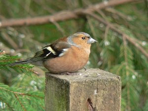 The Chunky Chaffinch.