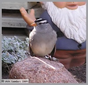 White Crowned Sparrow