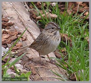 Lincolns Sparrow