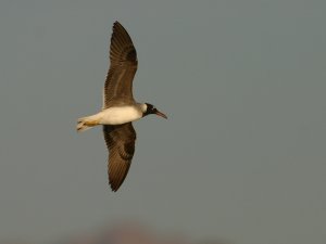 White eyed gull