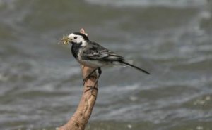 PIED WAG.