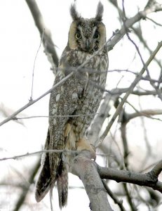 Long-eared Owl