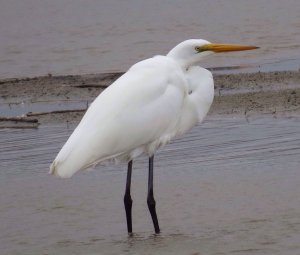 White Egret