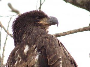 Young Bald Eagle