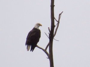 Bald Eagle