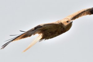 Whistling Kite__See-yoooooooouuuuuuuuuuuu !