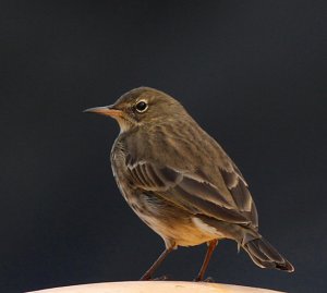 Rock Pipit