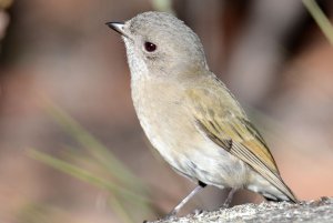 A whistler of another kind_Golden Whistler_female_with a twinkle in her eye