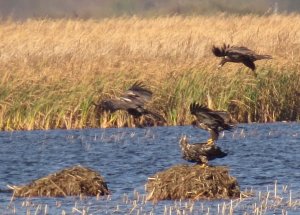 So Many Young Bald Eagles