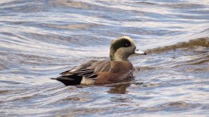 American Widgeon