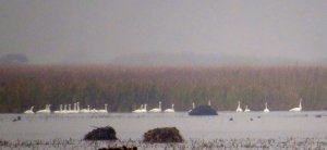 Migrating Swans in the Rain and Mist