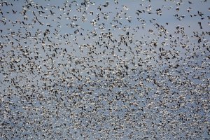 20,000 Snow Geese